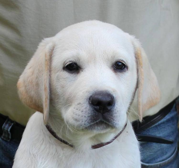 10390048_745878378835043_6837046898149636094_n