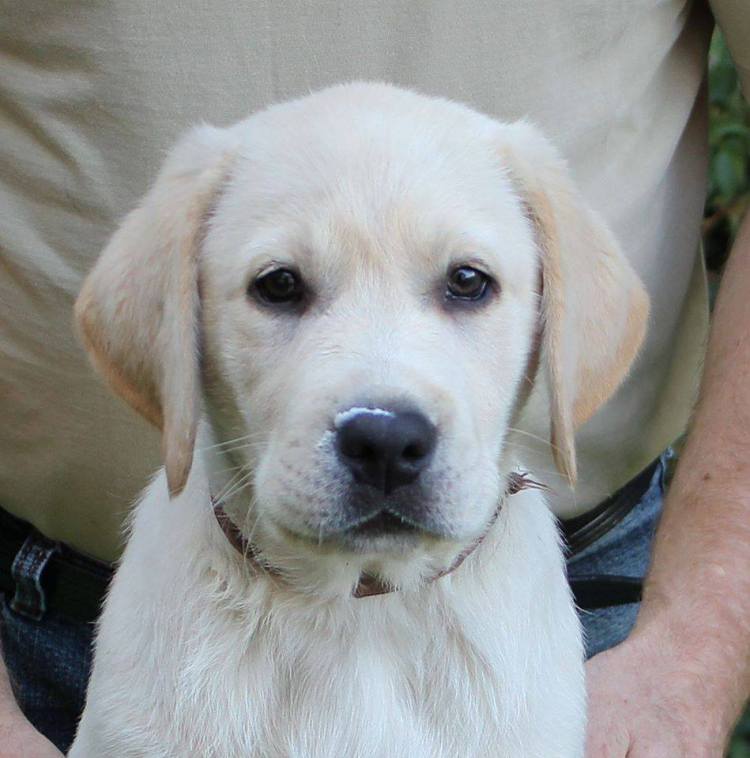 10710931_745878995501648_6142533263991246515_n