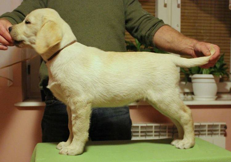 10801548_745879048834976_4433111735890096754_n