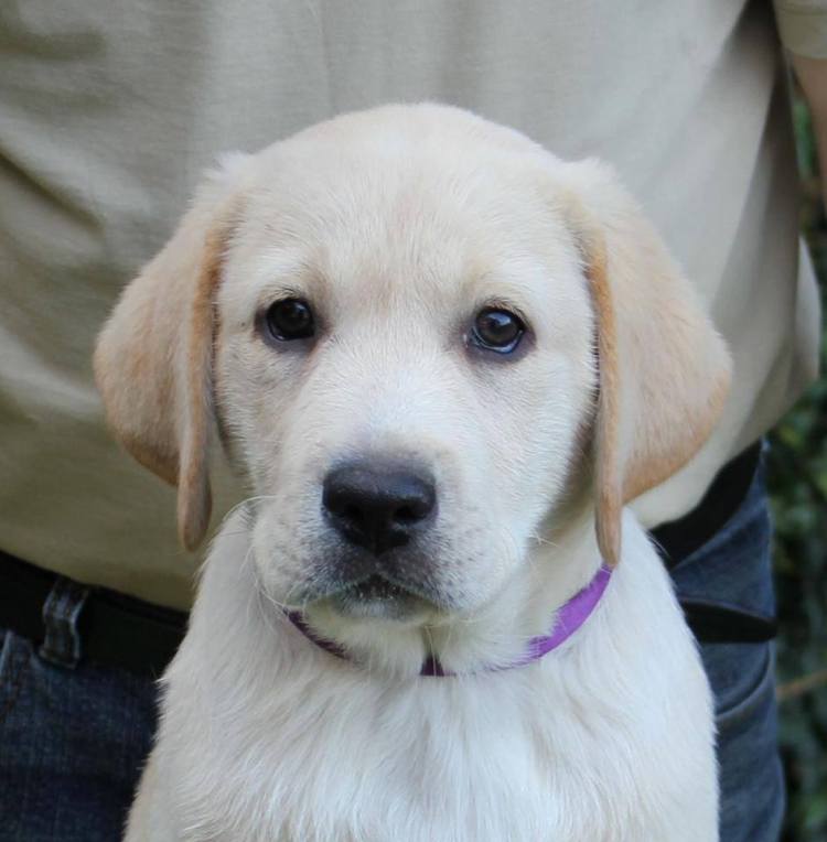 10801841_745879535501594_5115436914241078120_n