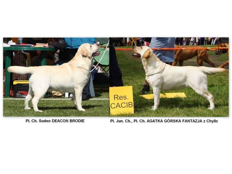 10805676_745873175502230_6664927712989118289_n