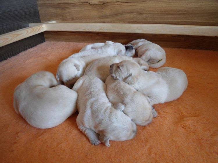 1471345_745874748835406_396225127163108418_n