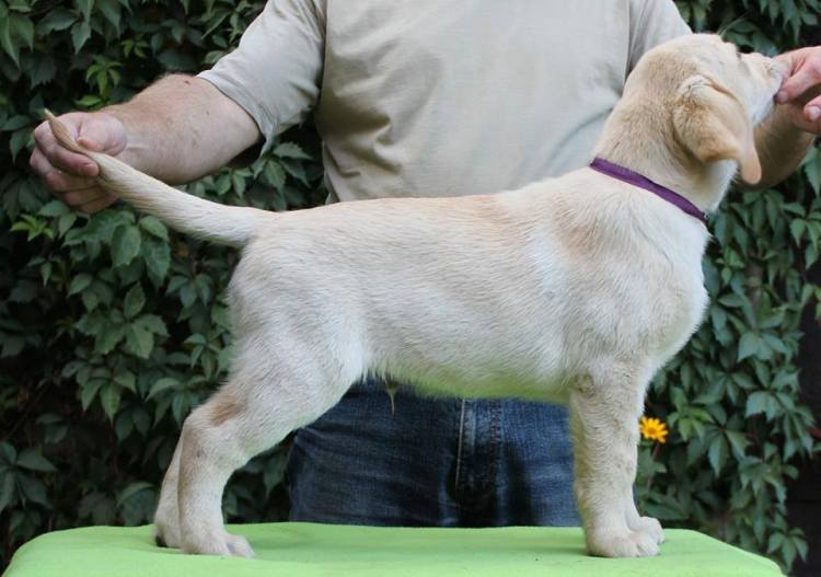 1510881_745890382167176_8222121254826409092_n