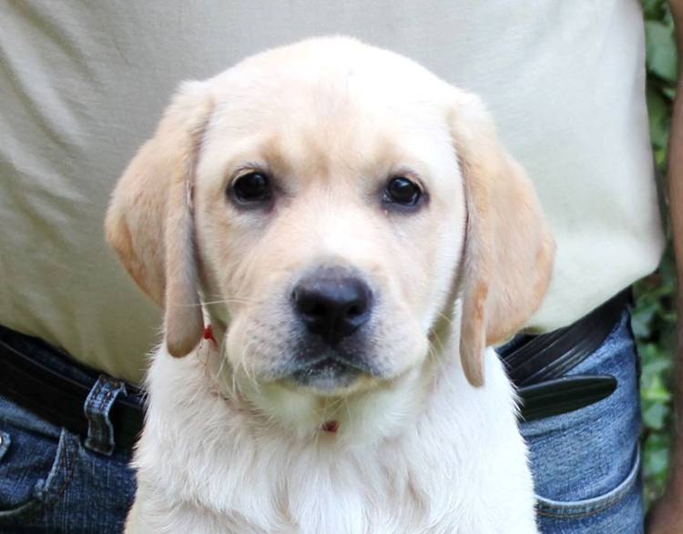 16413_745877482168466_6916958864387537248_n