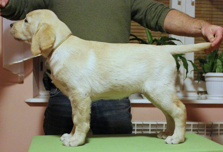 544937_745876425501905_6002955221707883686_n