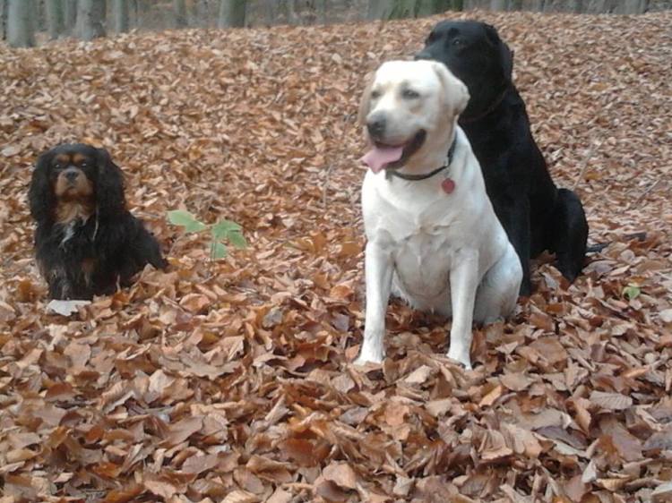 10305332_745977135491834_2078629725013408614_n