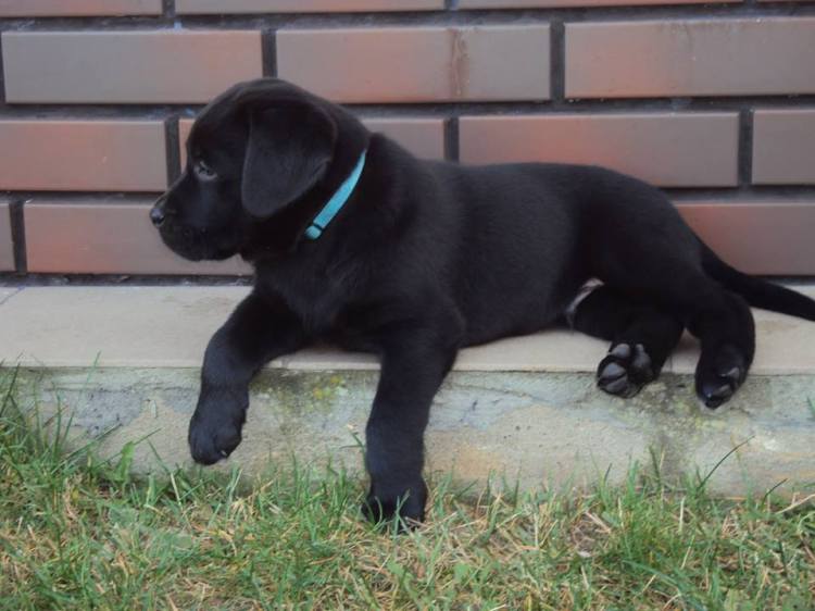 10354611_745963875493160_3228184740997669726_n