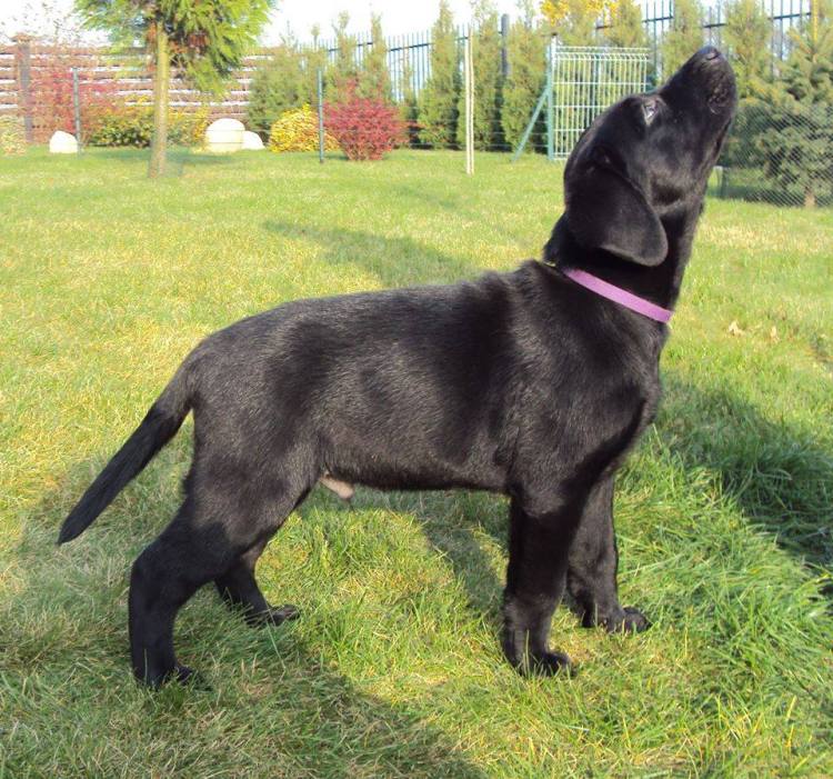 10376736_745963802159834_1259825366913886942_n