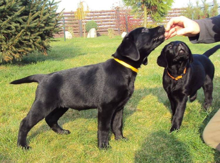 10401476_745963525493195_3640869148598140600_n