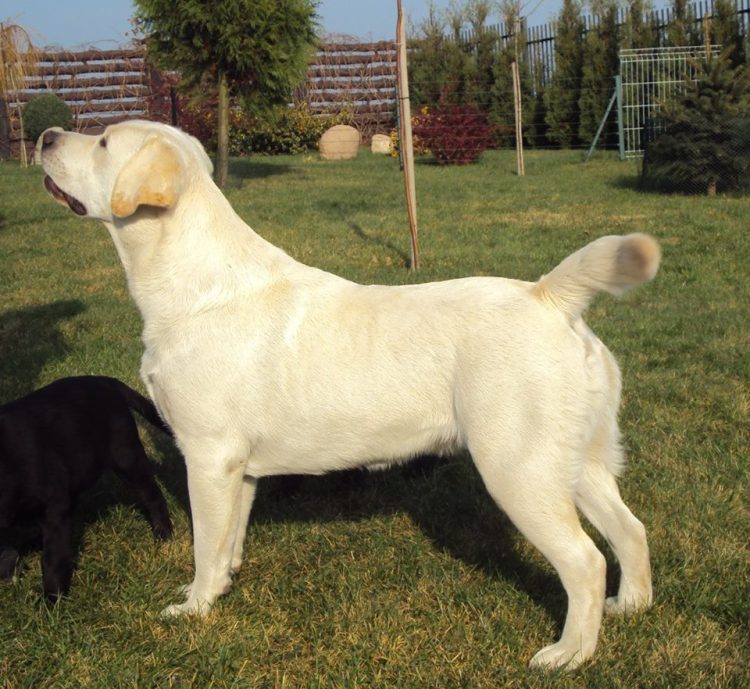 10407154_745979755491572_1811881264780631003_n