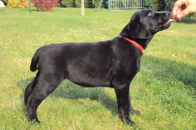 10516864_745972092159005_3566637847233261042_n