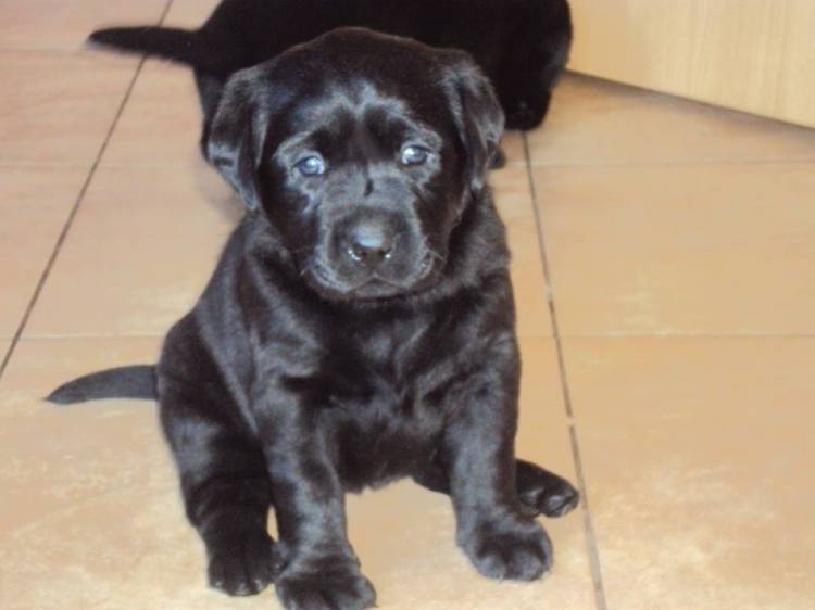 10665829_745963805493167_2308813478748631940_n