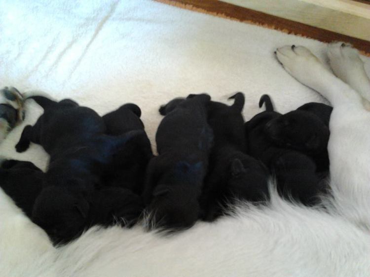 1441351_745966852159529_1351629555785958604_n