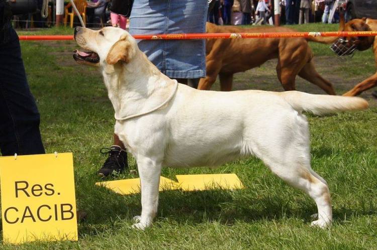 1743735_745839468838934_7951433822980347396_n