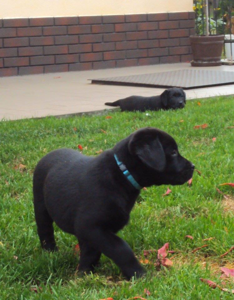 1781667_745969898825891_6229102910790448563_o